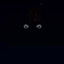 Leshy's avatar