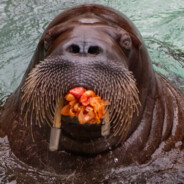 Walrus