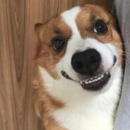 卢本伟从不开挂