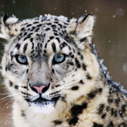 雲頂高原最速伝説