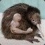 Kiwi Hedgehog