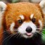 Redpanda