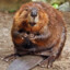 Beaver [Communist]