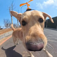 盗号狗 没m的狗