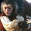 Jack the Monkey