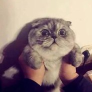 爱吃肉的小屁孩