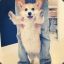 Bebe Corgi