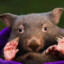 wombat