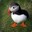 Puffin-sama