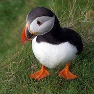 Puffin-sama