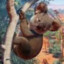 random Koala