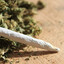 Weed Coneser