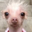 tenho fimose games