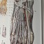 arteria dorsalis pedis