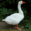 |WWH|Goose