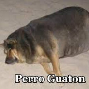 Perro guaton