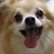 meaww meaww - steam id 76561197961784139