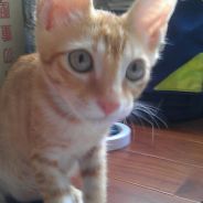 我是藍迪平鉗森！