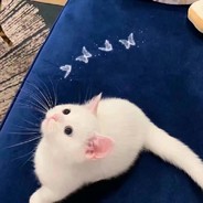 把我操作当配菜