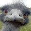 Emuen
