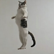 bro以为自己是豪猫