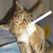 Котяра