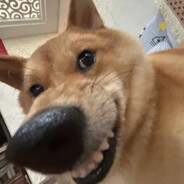 鸡记堡