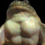 Strong Frog