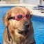 Doggo Lifeguard