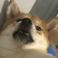 Shiba