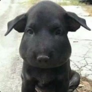 猫咪爱吃卷心菜