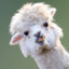 Alpacabeat