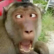 石头缝里的帅气猴儿