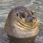 тюлень ебаный