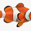 Clownfish