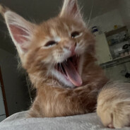 котик обормотик - steam id 76561199852279769