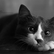 狐狸先生的小尾巴