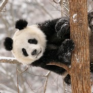 Panda_luv_Icy