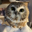 Owlet