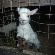 ипаловецусами