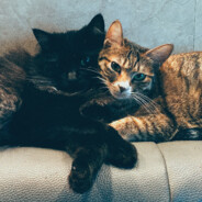 Homi  n  Black StocKinG _ 30_D