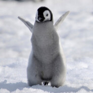 A Fucking Penguin