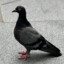 missingpigeon