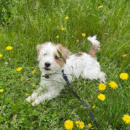 Rzeźnik z Żoliborza