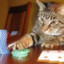 el gambling gato