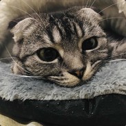 牧野棋贤丶花椒