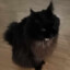 AresCat