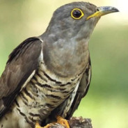 布谷~布谷~豌豆包谷~