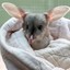 Bilby