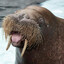 The Mighty Walrus